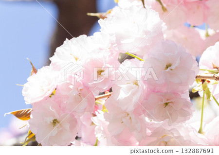 Cherry blossoms [variety: Hitoyo] 132887691