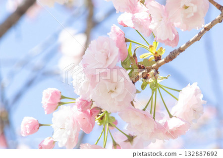 櫻花[品種：人榮] 132887692