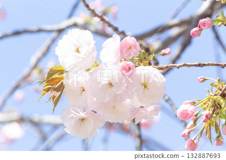 Cherry blossoms [variety: Hitoyo] 132887693