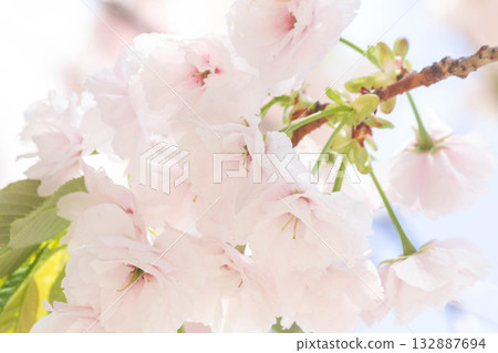 Cherry blossoms [variety: Hitoyo] 132887694