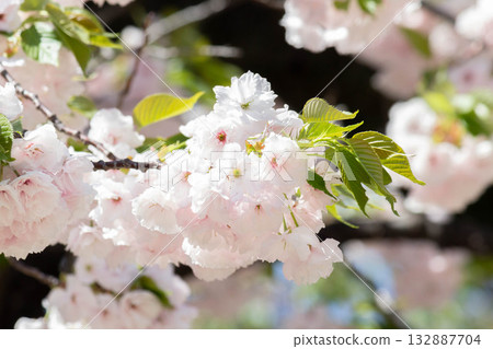 櫻花[品種：人榮] 132887704