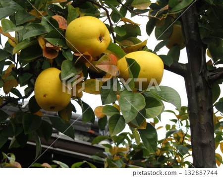 卡林果已準備好收穫 132887744