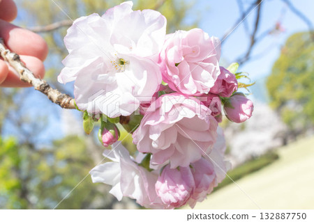 Cherry blossoms [variety: Fukurokuju] 132887750