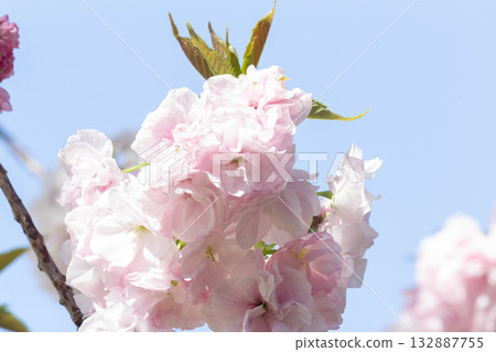 Cherry blossoms [variety: Fukurokuju] 132887755