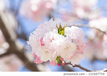 櫻花[品種：福祿壽] 132887759