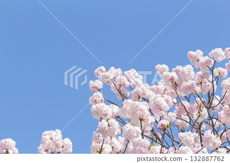 Cherry blossoms [variety: Fukurokuju] 132887762