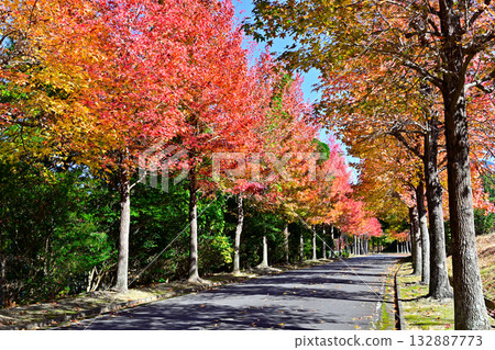 Sweetgum trees in Nishiwaki City, Hyogo Prefecture Sweetgum trees in Nishiwaki City, Hyogo Prefecture 132887773