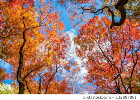 Autumn foliage in Miyazuma Gorge Maple Valley (Mizusawa Town, Yokkaichi City, Mie Prefecture) Autumn foliage in Miyazuma Gorge Maple Valley (Mizusawa Town, Yokkaichi City, Mie Prefecture) 132887861