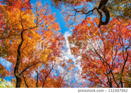 Autumn foliage in Miyazuma Gorge Maple Valley (Mizusawa Town, Yokkaichi City, Mie Prefecture) Autumn foliage in Miyazuma Gorge Maple Valley (Mizusawa Town, Yokkaichi City, Mie Prefecture) 132887862