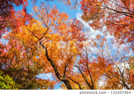 宮妻峽谷楓樹谷的秋葉（三重縣四日市水澤町） 132887864