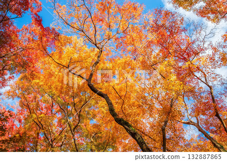 宮妻峽谷楓樹谷的秋葉（三重縣四日市水澤町） 132887865