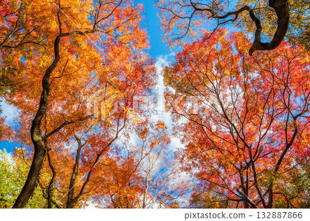 Autumn foliage in Miyazuma Gorge Maple Valley (Mizusawa Town, Yokkaichi City, Mie Prefecture) 132887866