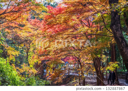 Autumn foliage in Miyazuma Gorge Maple Valley (Mizusawa Town, Yokkaichi City, Mie Prefecture) 132887867