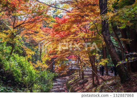 宮妻峽谷楓樹谷的秋葉（三重縣四日市水澤町） 132887868