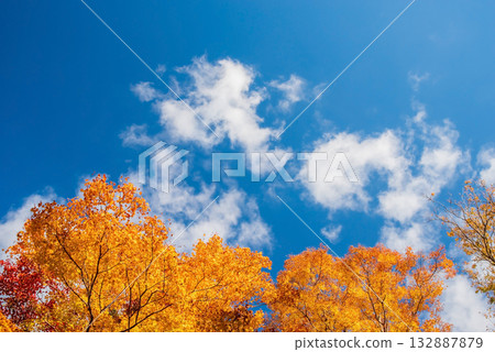 宮妻峽谷楓樹谷的秋葉（三重縣四日市水澤町） 132887879