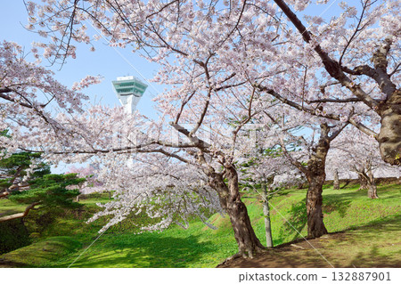 Goryokaku Tower and cherry blossoms 132887901