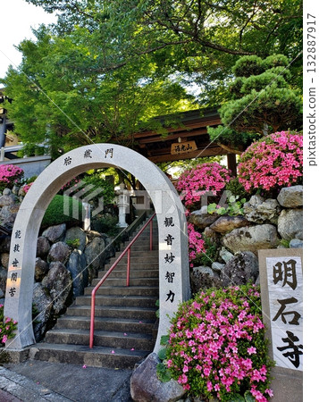 明石寺的杜鵑花盛開。 明石寺的杜鵑花盛開。 132887917