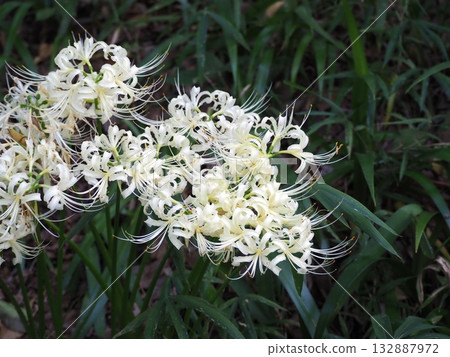 Cluster amaryllis 132887972