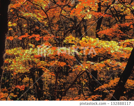 秋葉一直飄落到森林深處(afr20251108084345) 秋葉一直飄落到森林深處(afr20251108084345) 132888117