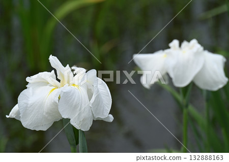 Iris and Minazuki Garden Iris and Minazuki Garden 132888163