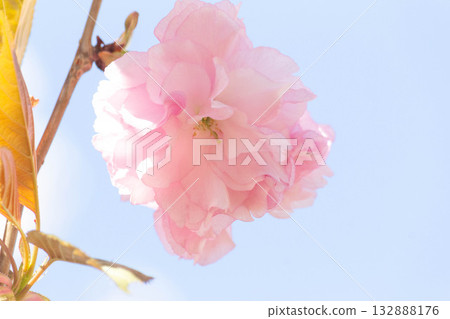 櫻花[品種：關山] 132888176