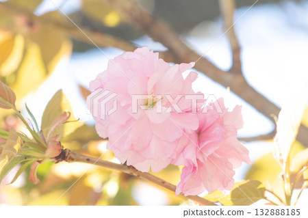 櫻花[品種：關山] 132888185