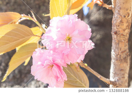 櫻花[品種：關山] 132888186