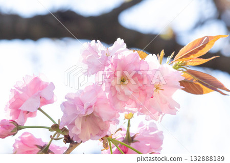 櫻花[品種：關山] 132888189