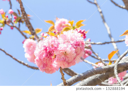 櫻花[品種：關山] 132888194