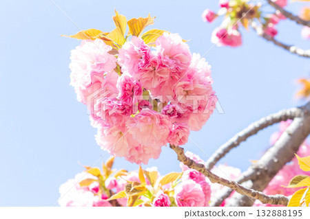 櫻花[品種：關山] 132888195