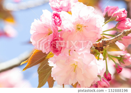 櫻花[品種：關山] 132888196