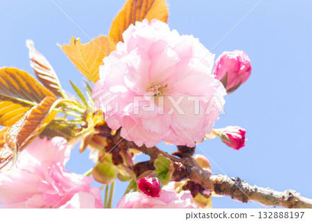 櫻花[品種：關山] 132888197