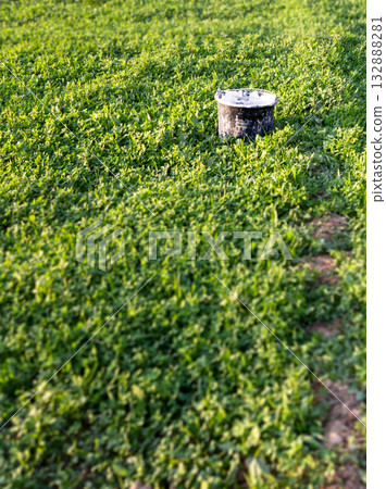 There is an old empty paint bucket on the green plant 132888281