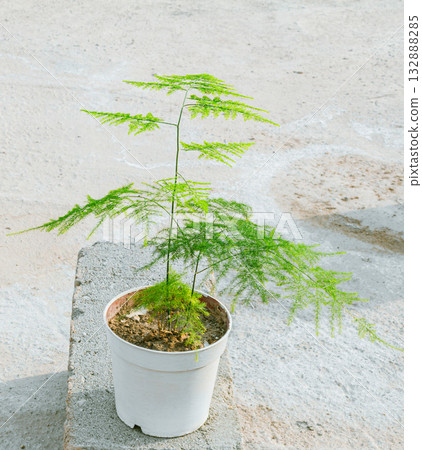Asparagus houseplant in a white pot 132888285