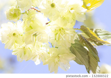 Cherry blossoms [variety: Ukin] 132888322