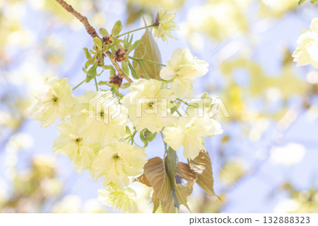 Cherry blossoms [variety: Ukin] 132888323