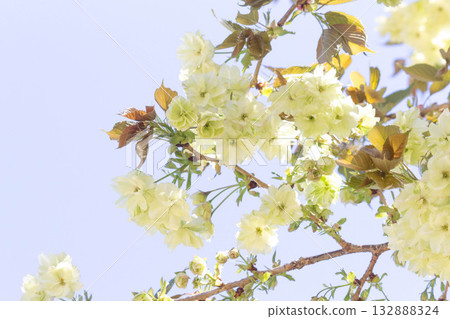 櫻花[品種：Ukin] 132888324