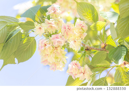 Cherry blossoms [variety: Ukin] 132888330