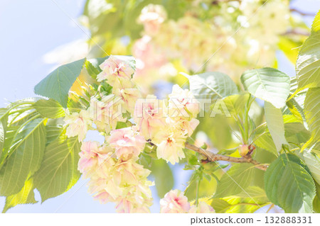 Cherry blossoms [variety: Ukin] 132888331