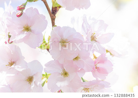 Cherry blossoms [variety: Suzaku] 132888435
