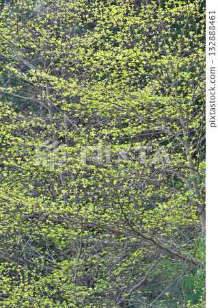 Fresh greenery in Higashichichibu Village 132888461