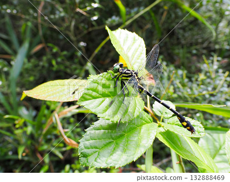 A giant sand fly resting on a leaf A giant sand fly resting on a leaf 132888469
