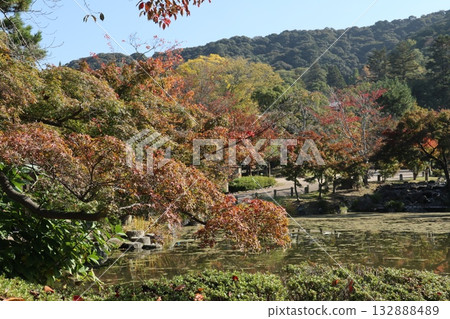 Kyoto Maruyama Park where autumn leaves have begun to fall 132888489