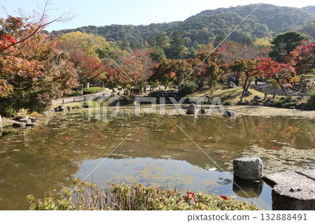 Kyoto Maruyama Park where autumn leaves have begun to fall 132888491
