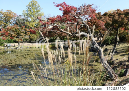 Kyoto Maruyama Park where autumn leaves have begun to fall 132888502