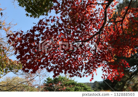 Kyoto Maruyama Park where autumn leaves have begun to fall 132888503