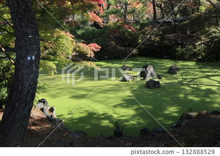 京都圓山公園的秋葉已經開始飄落。 132888529
