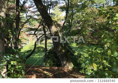 京都圓山公園的秋葉已經開始飄落。 京都圓山公園的秋葉已經開始飄落。 132888540