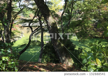 京都圓山公園的秋葉已經開始飄落。 京都圓山公園的秋葉已經開始飄落。 132888541