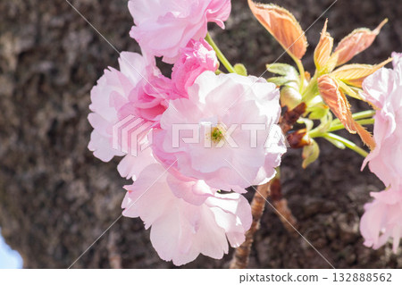 櫻花[品種：江戶] 132888562
